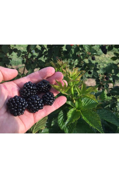 Ожина садова Понка ранній сорт